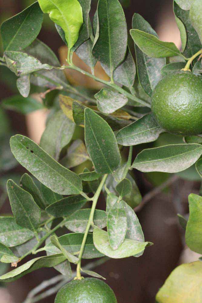              Shade leaves (Riverside, CA)       